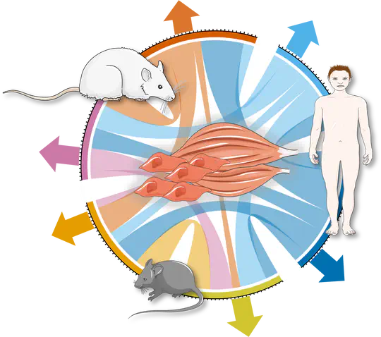 Skeletal Muscle Databases